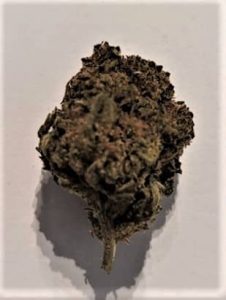 GORILLA GLUE INDOOR