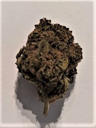 GORILLA GLUE INDOOR