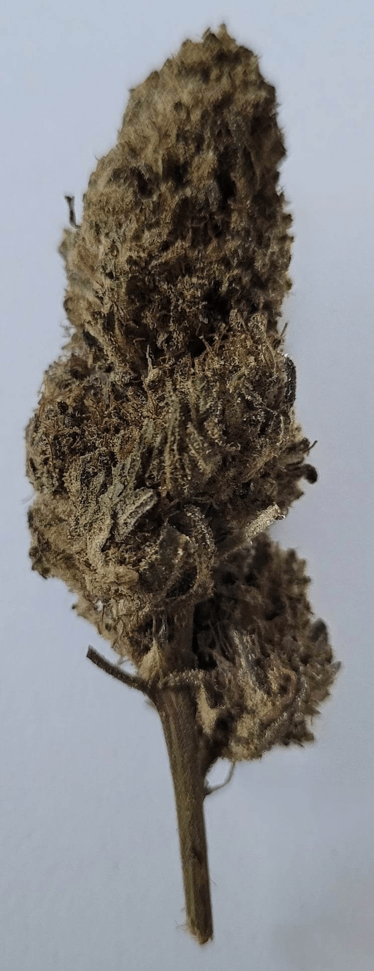 LEMON HAZE